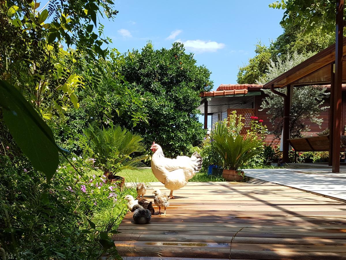 Aygun Pension Tekirova Kültér fotó